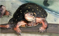 观赏龟的家庭饲养 观赏龟对环境的要求