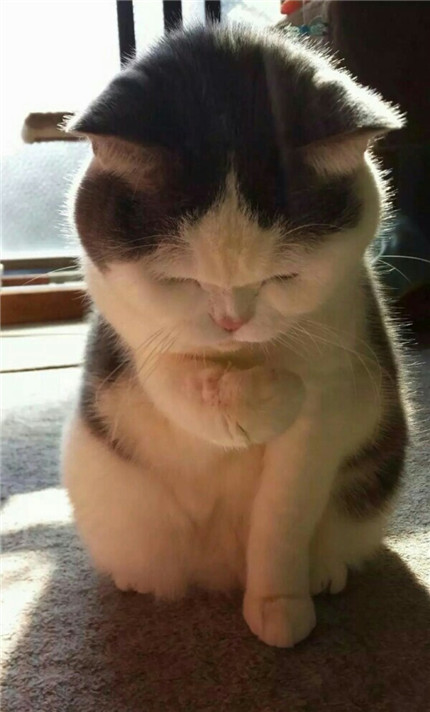 陛下，可否授予本喵小鱼干称号？