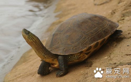 中华花龟怎么养 中华花龟产卵孵化注意事项