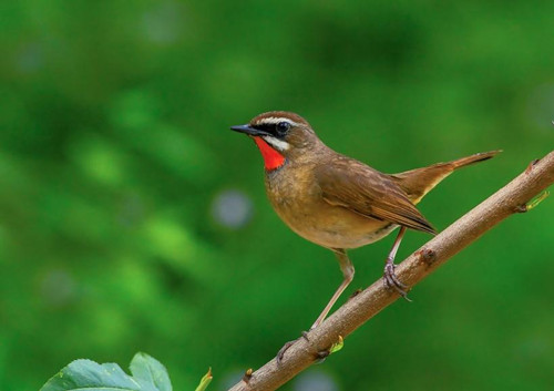 红点颏洗澡 红点颏的水浴及日浴注意事项
