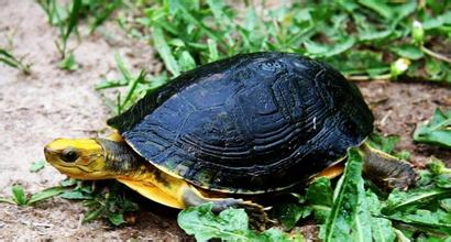 乌龟怎么饲养 家庭饲养观赏龟的主要形式