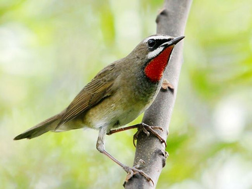 红点颏的饲养 红点颏饲养笼具注意事项