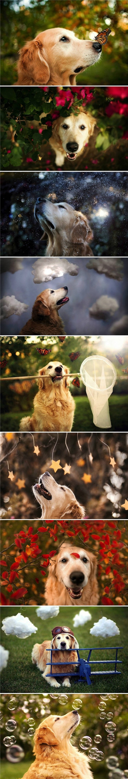 金毛！美美的一瞬间！