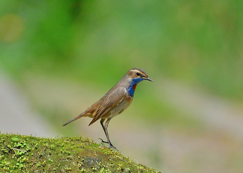 蓝点颏怎么饲养管理 蓝点颏饲养管理注意的问题