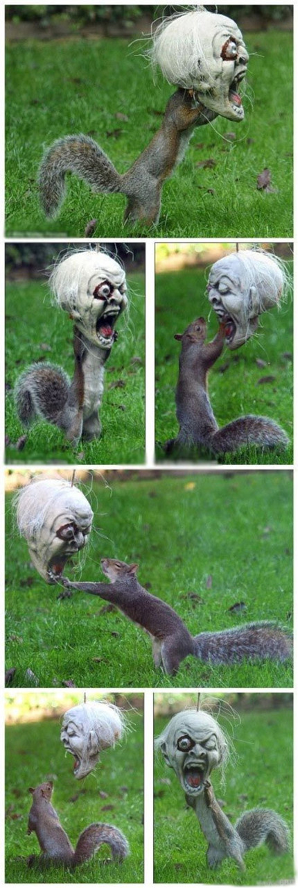 搞笑又恐怖的松鼠！