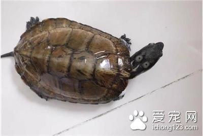 四眼斑龟养殖 四眼斑龟的室内饲养注意事项