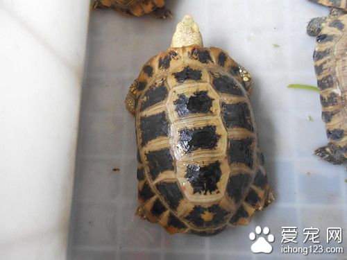 观赏龟的饲养与鉴赏 观赏鱼庭院饲养注意事项