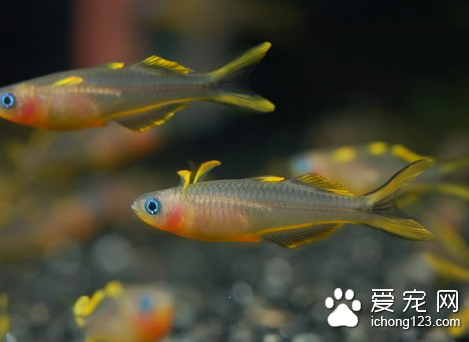 怎样使用甲醛治鱼病 甲醛的37%水溶液叫福尔马林