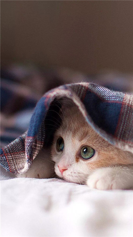 嗨，偷看啥呢？