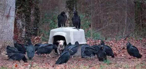 可怜狗狗被主人抛弃  一身重病引来了一群秃鹫