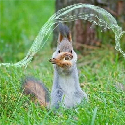 一只会操控水魔法的松鼠，好萌好萌！