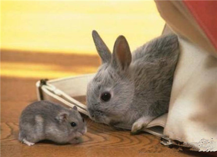 哎，你怎么和我长一样？当紫仓遇上兔纸！