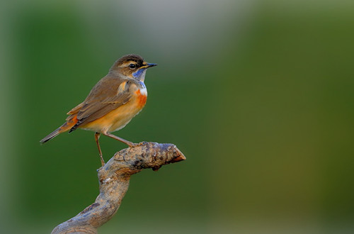 蓝点颏饲养 蓝点颏笼养的选择需要注意事项