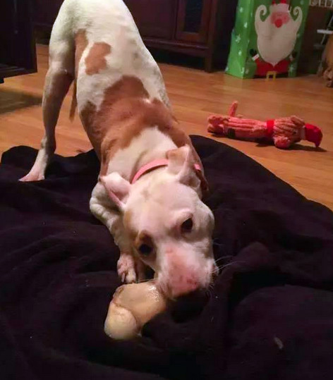 可怜狗狗被主人抛弃  一身重病引来了一群秃鹫