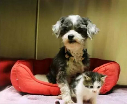 狗狗抚养猫咪二者相依为命 直到被人发现