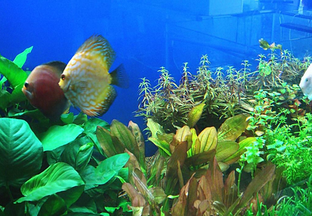 怎么养好难养的鱼 详解4种难养的热带鱼