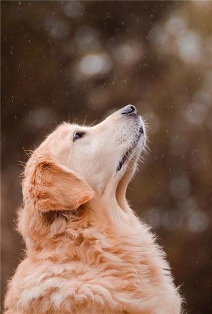 金毛！感受着下雪天！