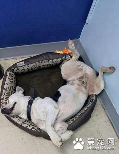 一只饱受虐待的流浪狗闯进了警局 结局出人意料