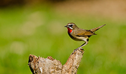 红点颏怎么遛鸟 红点颏遛鸟注意的事项