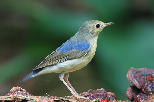 蓝歌鸲饲养 蓝歌鸲的日常饲养注意事项