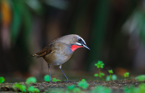 红点颏叫声 红点颏的鸣唱需要注意事项