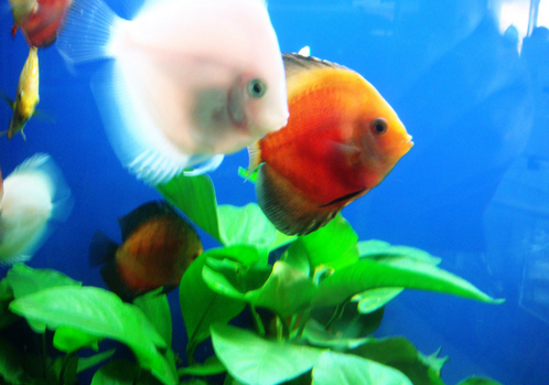 怎样让水草快速长大 有助于水草快长的6大因素