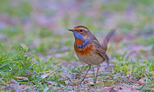 红点颏换毛 红点颏换羽需要注意的事项