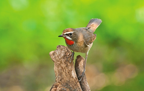 红点颏怎么挑选 红点颏饲养管理注意的问题
