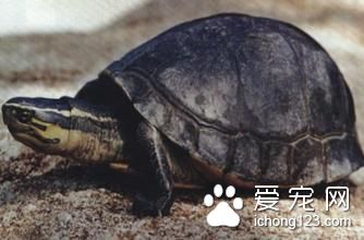 安布闭壳龟饲养 安布闭壳龟的室内饲养注意事项