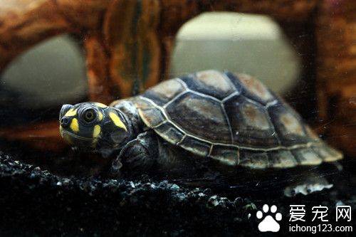 黄头侧颈龟怎么养 黄头侧颈龟室内饲养注意事项