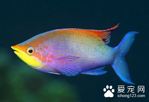 怎么使用硫酸铜治鱼病 硫酸铜为蓝色斜晶体