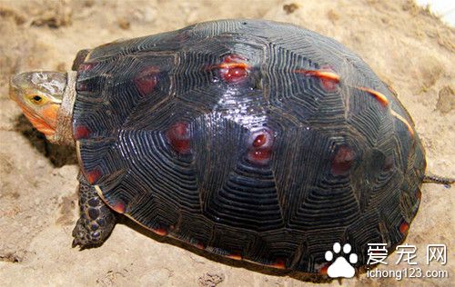 观赏龟怎么选 陆栖龟种苗选购需要注意事项