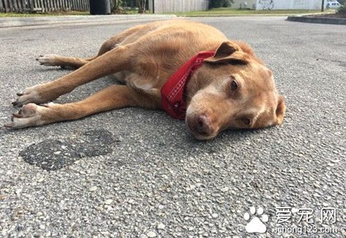 狗狗在主人去世医院门口苦等12年 结局却如此悲惨