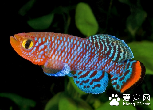 怎么使用漂白粉治鱼病 漂白粉的用药量较小