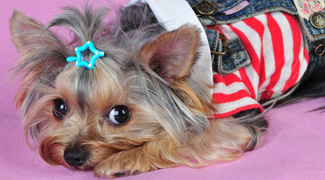 体形仅次于吉娃娃的约克夏梗可爱图片图片