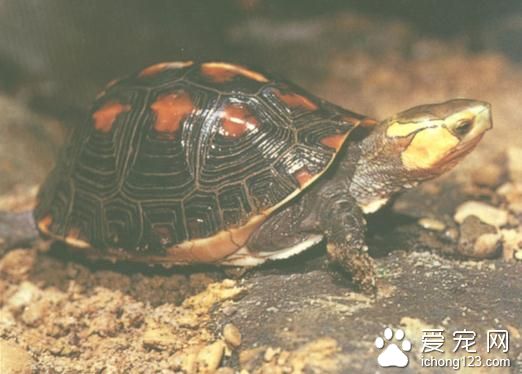 陆龟养殖场 陆龟饲养管理需要注意的事项