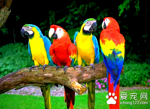鹦鹉患了传染性鼻炎怎么办 可选用链霉素等