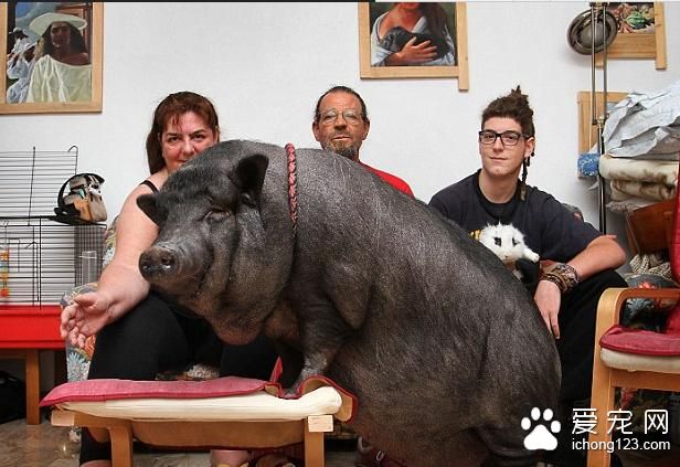 小女孩家中养了只宠物猪 一段时间过后家里人都表示奇怪