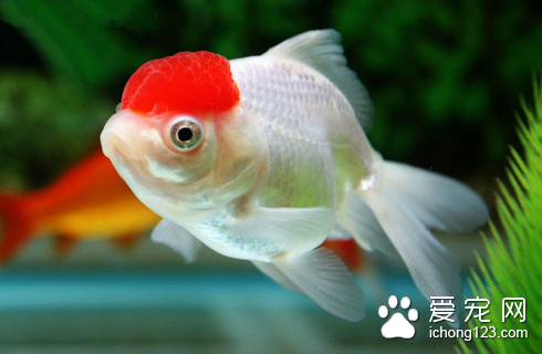 鱼全身像裹上米粉怎么办 早发现早治疗