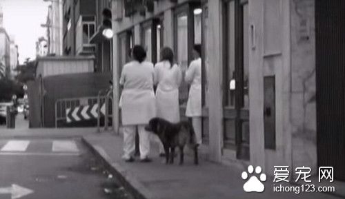 狗狗在主人去世医院门口苦等12年 结局却如此悲惨