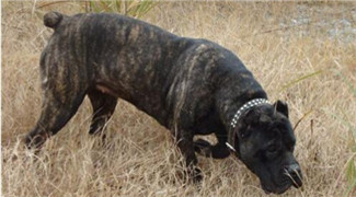 卡斯罗一只性情凶猛但具有非凡勇气的狗狗图片图片