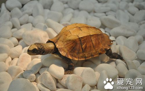 乌龟白眼病症状 乌龟白眼病发病及防治的方法
