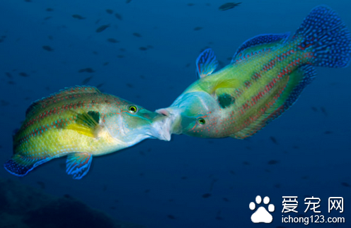 怎么控制固着类原生虫 最好给鱼缸进行清缸