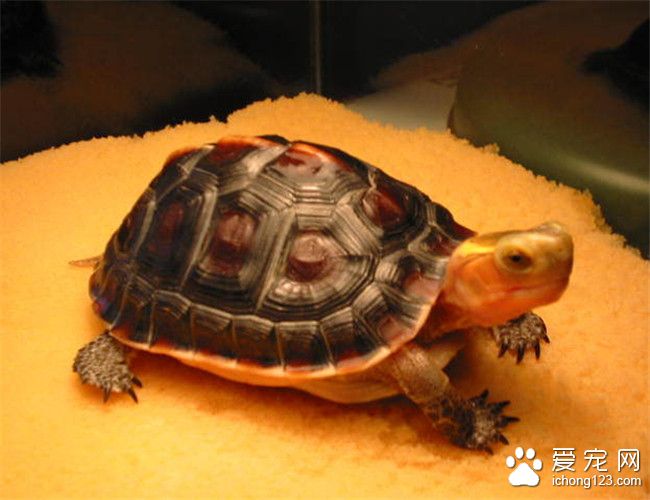 黄缘盒龟怎么饲养 黄缘盒龟庭院饲养注意事项