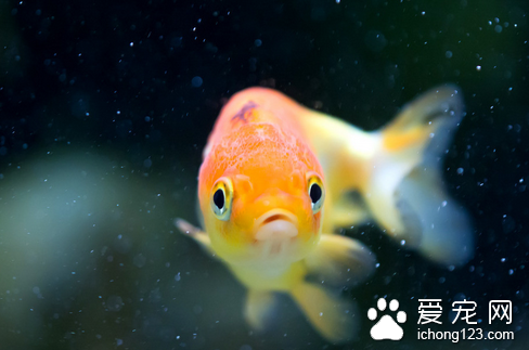 怎么使用新抗生素治鱼病 抗生素治病的方法