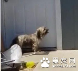 这只毛发脏乱的狗狗不断哭泣 攀爬这户人家的门