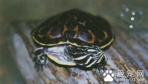 纳氏伪龟怎么饲养 纳氏伪龟的家庭饲养注意事项