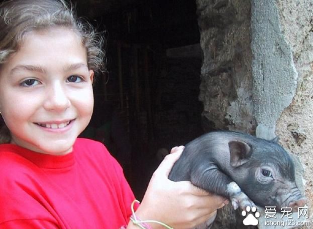 小女孩家中养了只宠物猪 一段时间过后家里人都表示奇怪