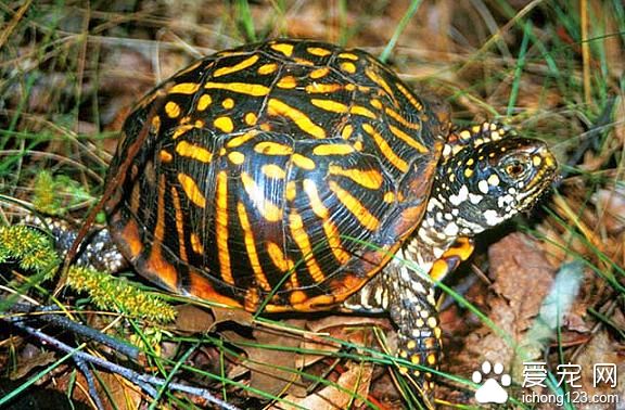 锦龟怎么饲养 锦龟的室内饲养注意的事项