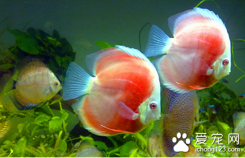鱼缸养鱼知识 怎么杜绝氮化合物中毒
